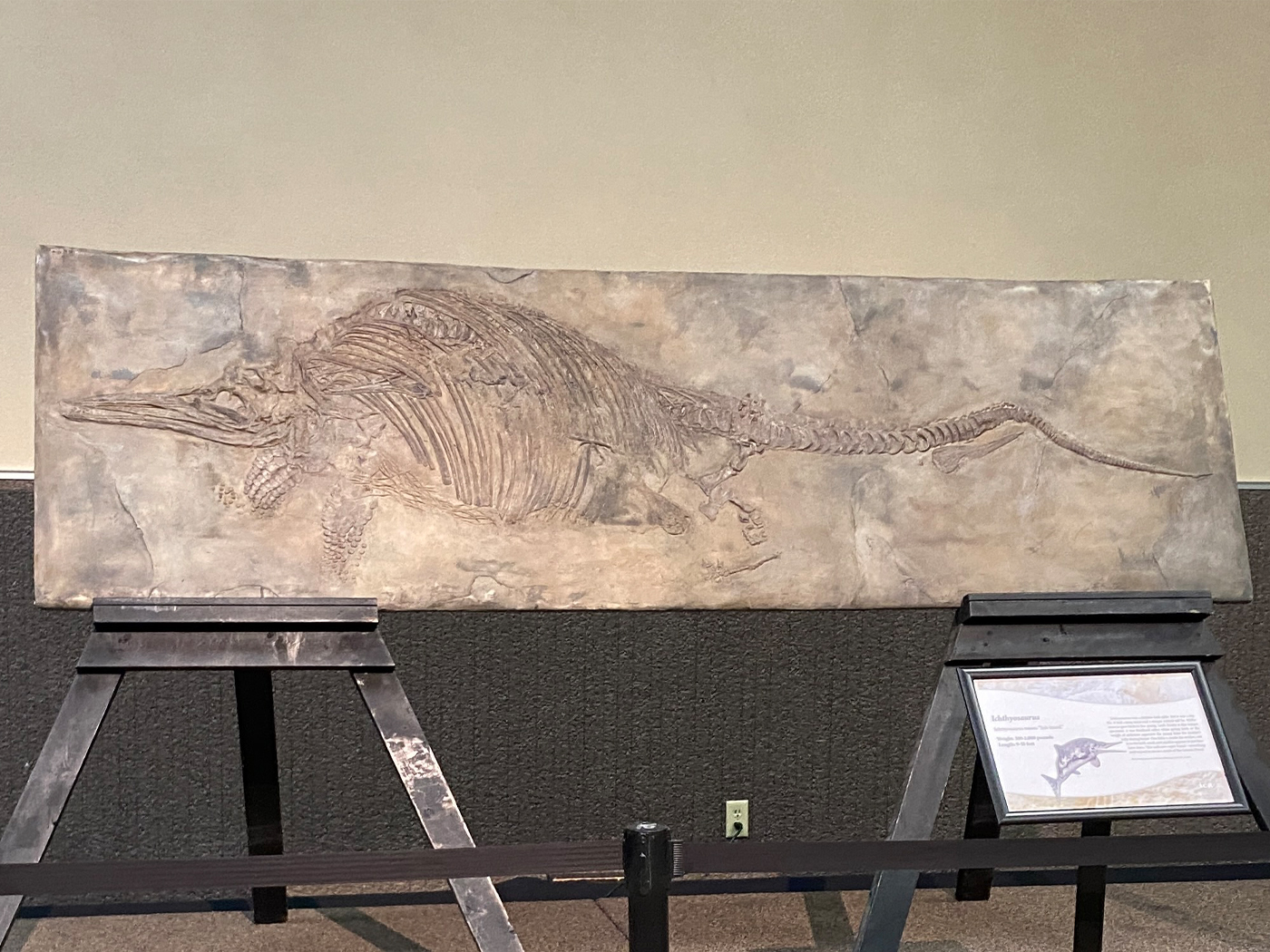 Ichthyosaur Graveyard Explained by the Flood
