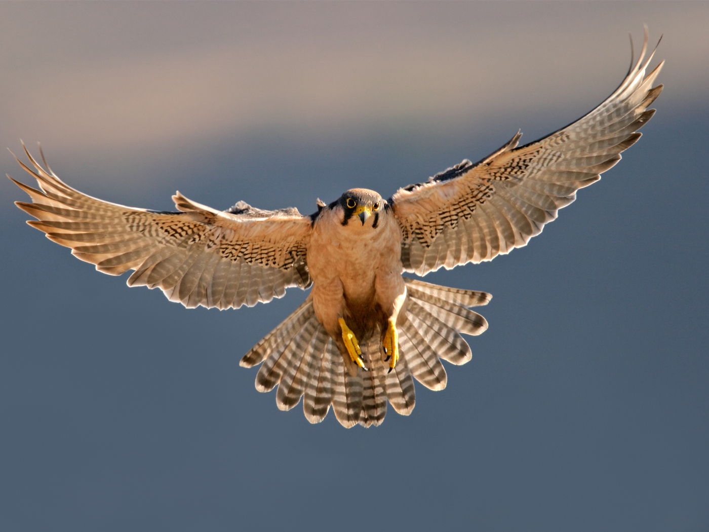 A Uniquely Designed Air-Filled Sac Within Birds’ Lungs