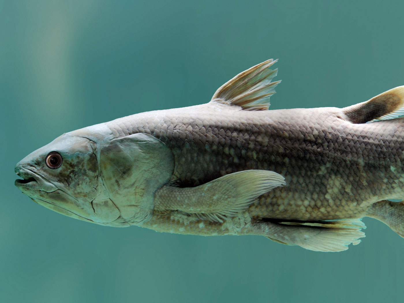 Another Big Mistake in Evolution