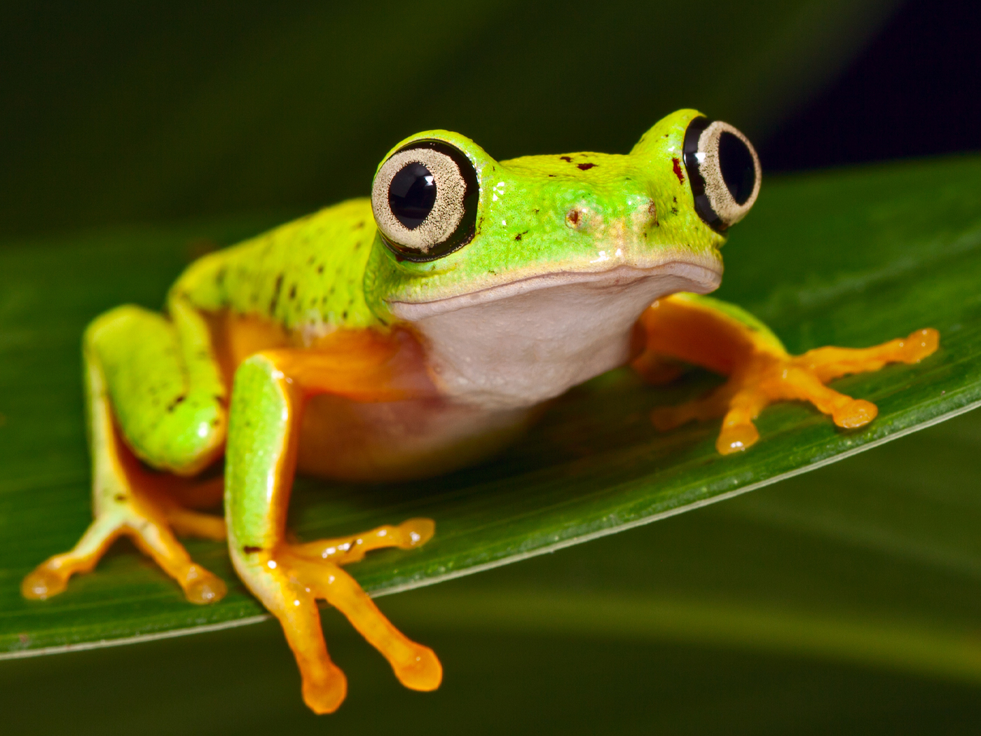 55-Million-Year-Old Tree Frog…Is Still a Tree Frog
