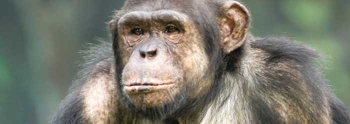 First Phase Complete in Human and Chimp Genome-Wide DNA Comparison