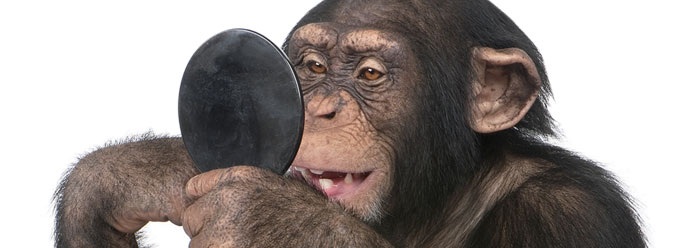 Evaluating the Human-Chimp DNA Myth--New Research Data