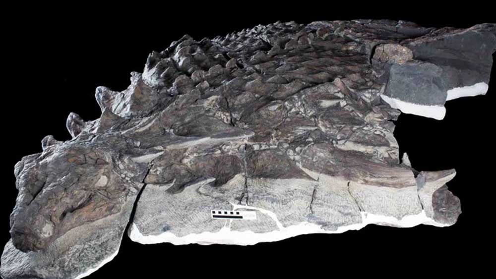 Dinosaur Washed Out to Sea with Its Last Meal | The Institute for Creation  Research