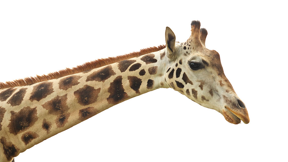 okapi and giraffe evolution