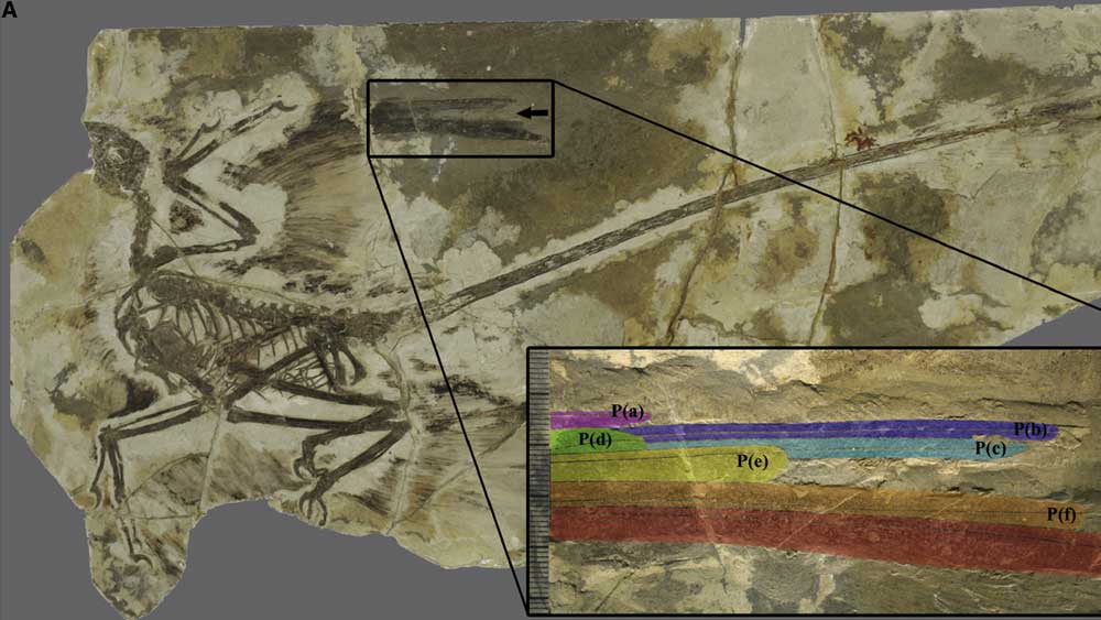 New Evidence Hurts Feathered Dinosaur Theory | The Institute for Creation  Research
