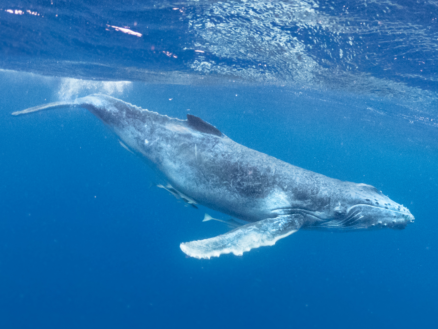 Humpback Whale Calls Echo Creation