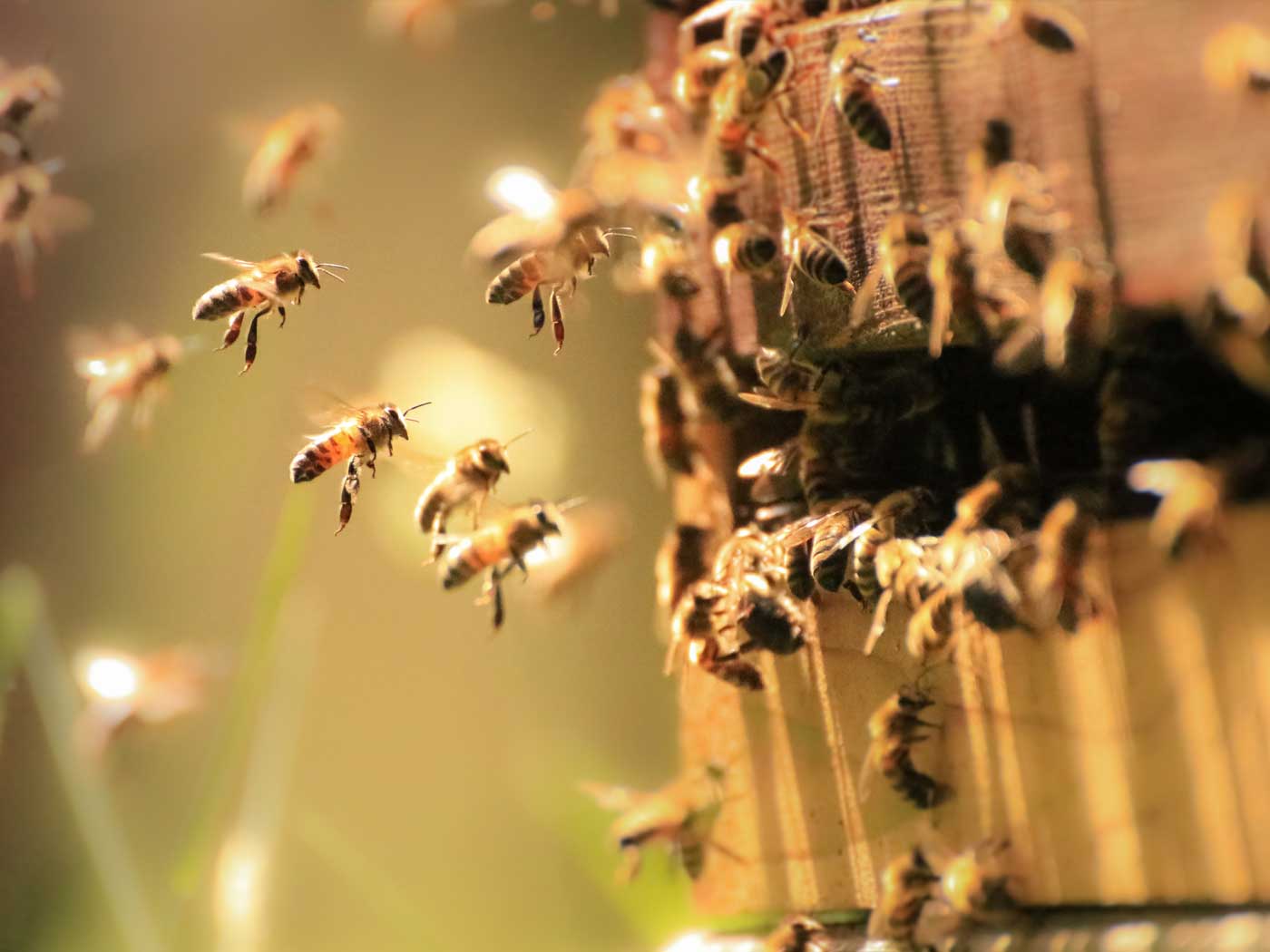 Honeybees: How Sweet It Is, Again  The Institute for Creation Research