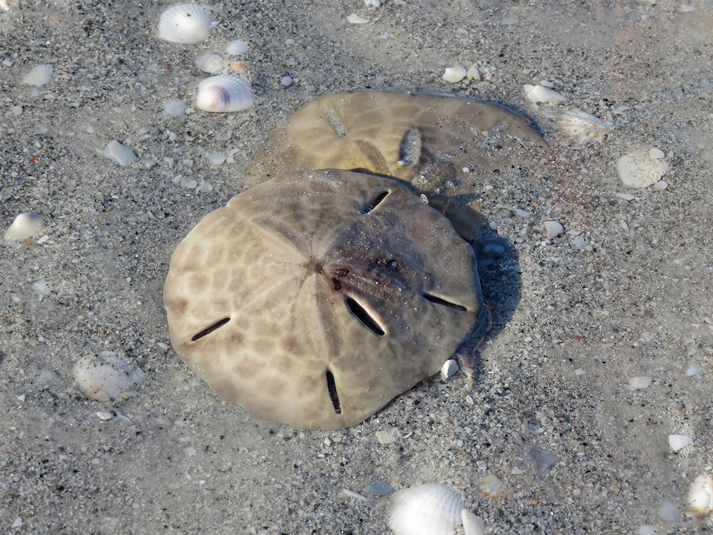 Another day, another (Pacific sand) dollar - Washington State Department of  Ecology
