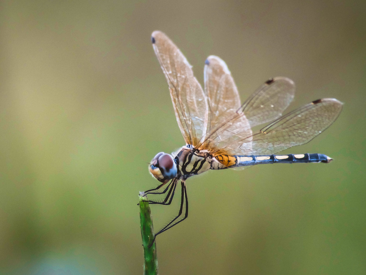 The Only Mesozoic Dragonfly in Canada—Is a Dragonfly