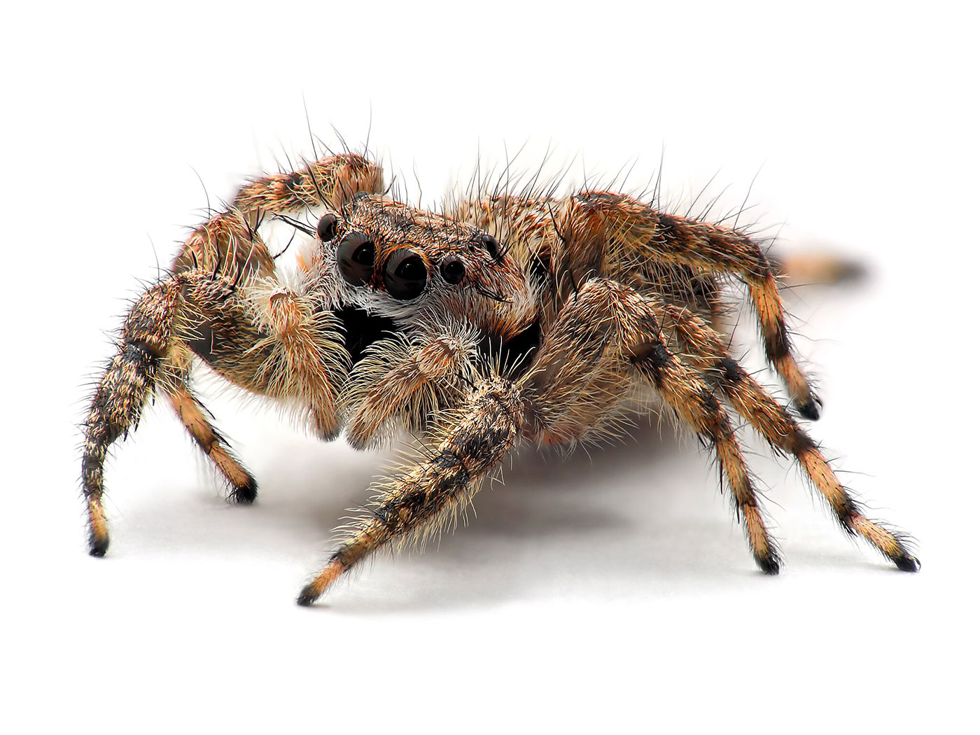 Arachnid Origin—WGD (What God Did)