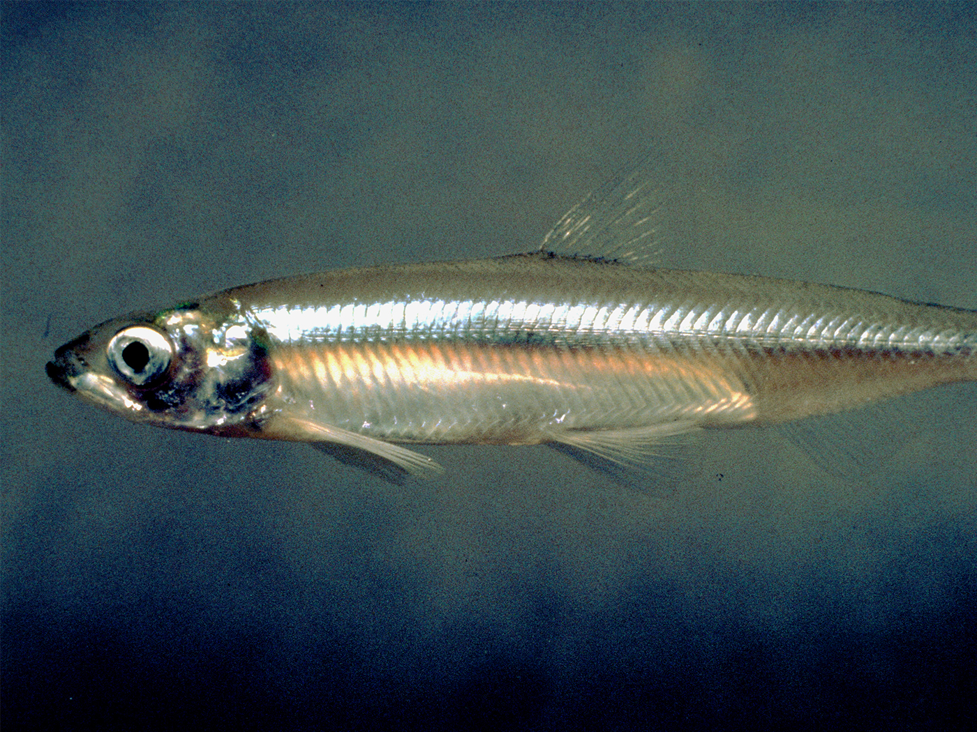 Freshwater Fish Fossil in Australia