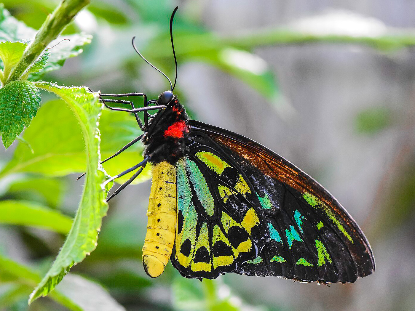 Butterfly Variation and AI-Powered Research