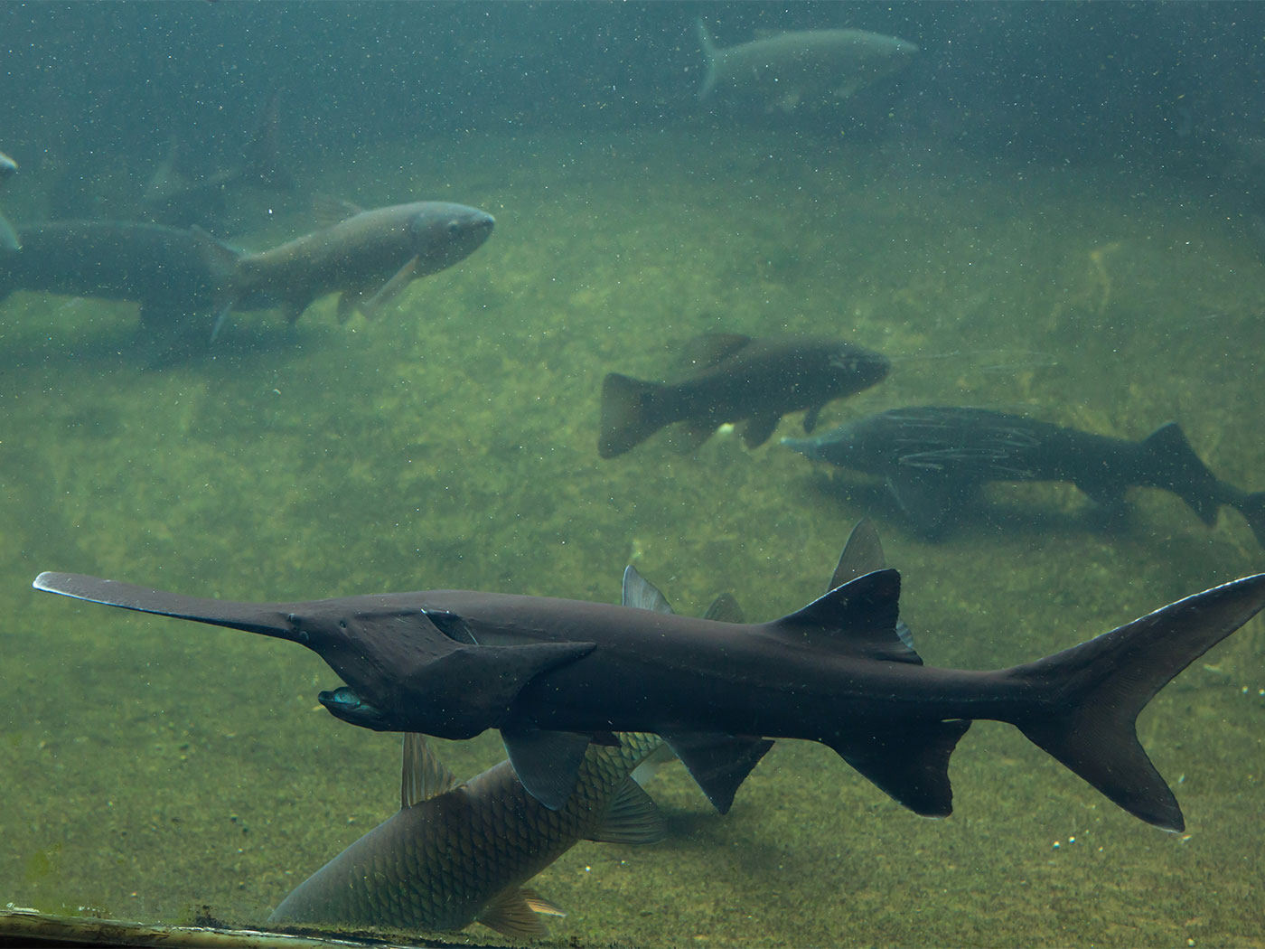 Kayak Fishing: HUGE Prehistoric Paddlefish