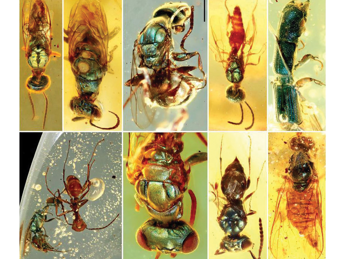 How did jewel beetles' visual systems evolve? •