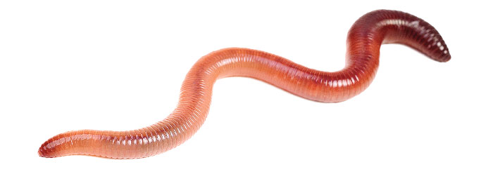 Thank God for Earthworms!  The Institute for Creation Research