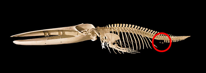 Vital Function Found for Whale 'Leg' Bones