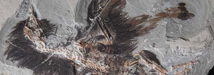 Fossil Feather Proteins Confirm Recent Flood | The Institute for Creation  Research