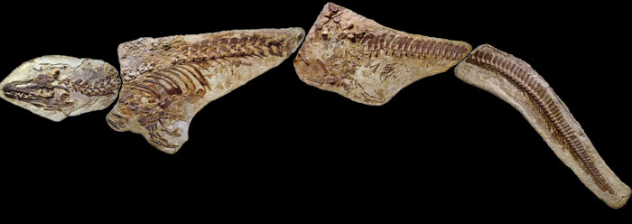 80 Million-Year-Old' Mosasaur Fossil Has Soft Retina and Blood Residue |  The Institute for Creation Research
